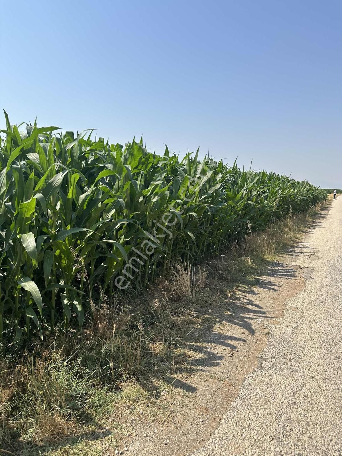 Afyonkarahisar Dazkırı Asfalta Sıfır Konumda3550 M2 - Görsel 7