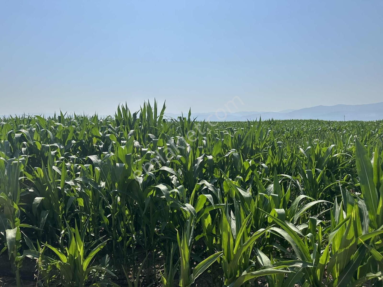 Afyonkarahisar Dazkırı Asfalta Sıfır Konumda3550 M2 - Görsel 17