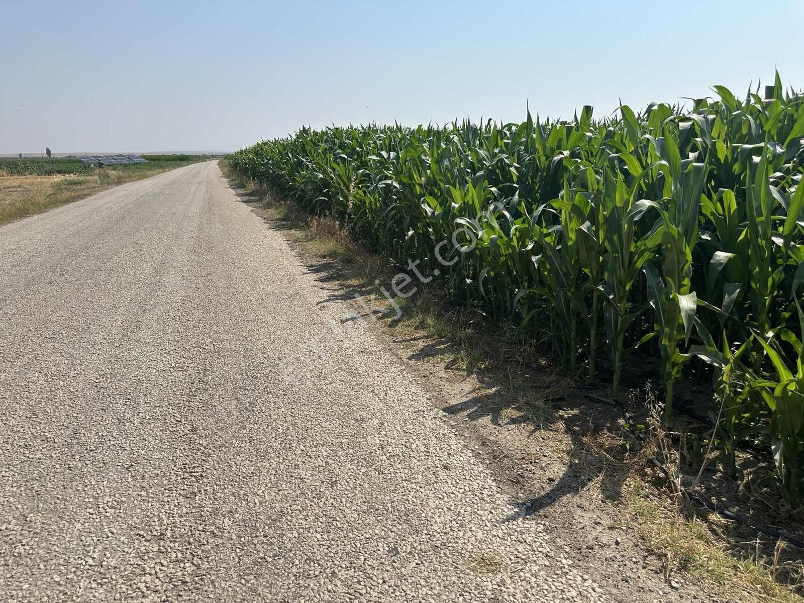 Afyonkarahisar Dazkırı Asfalta Sıfır Konumda3550 M2 - Görsel 27