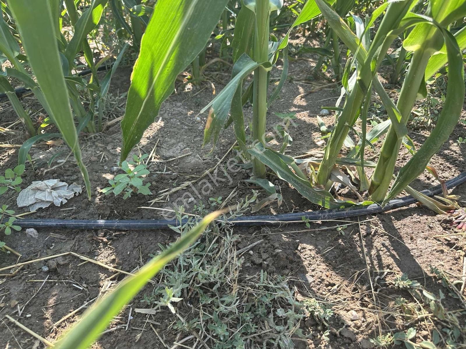 Afyonkarahisar Dazkırı Asfalta Sıfır Konumda3550 M2 - Görsel 24