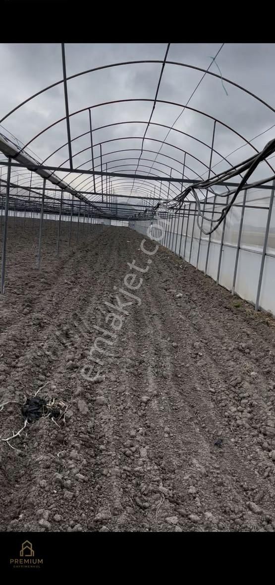 Acil - Kupon - Korkuteli Söğüt Te 15.000 Dönümde 13.600 M2 Sera