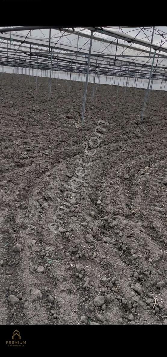 Acil - Kupon - Korkuteli Söğüt Te 15.000 Dönümde 13.600 M2 Sera - Görsel 4