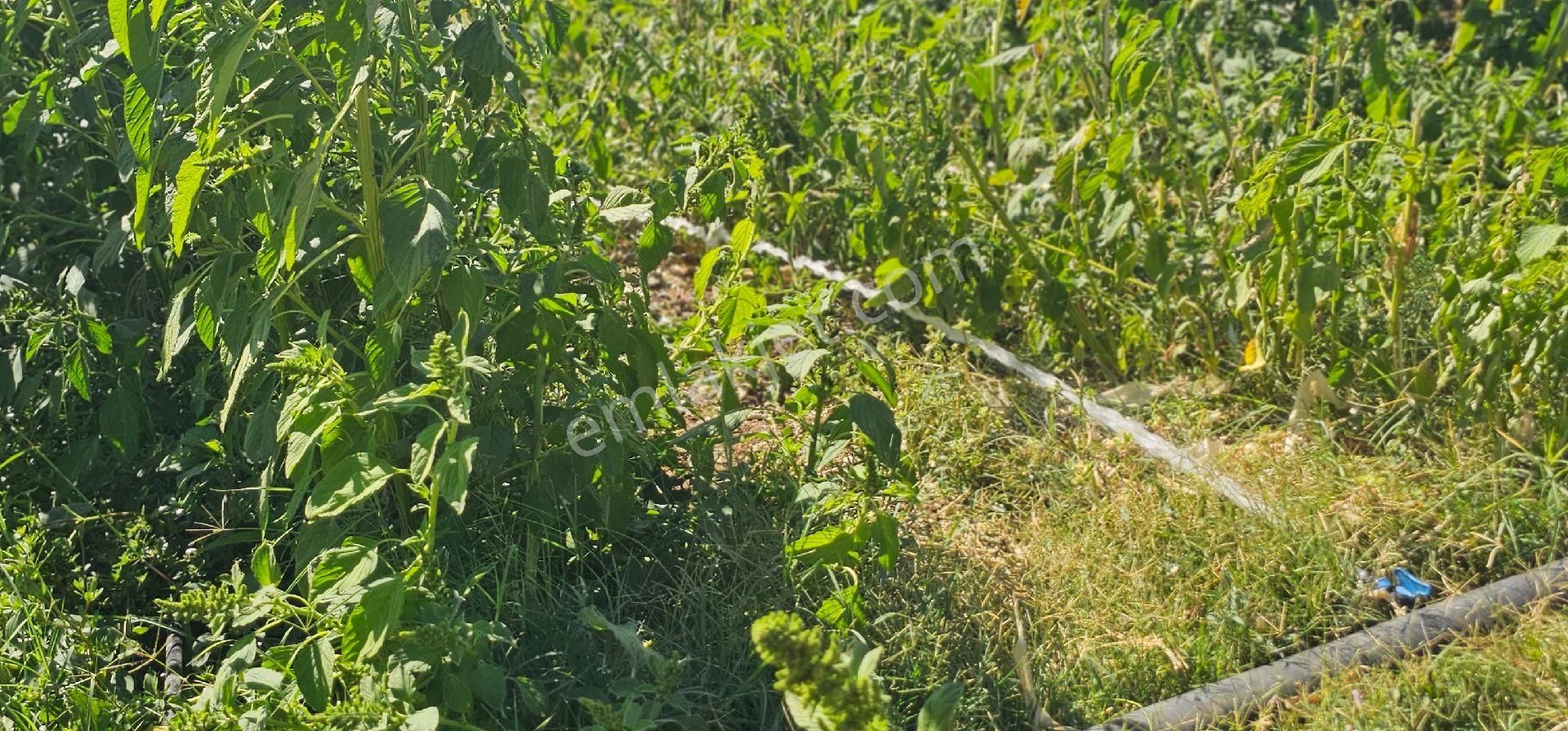 Bursa Yenişehir De 4.905 M² Yola Cephe Tarla - Görsel 6