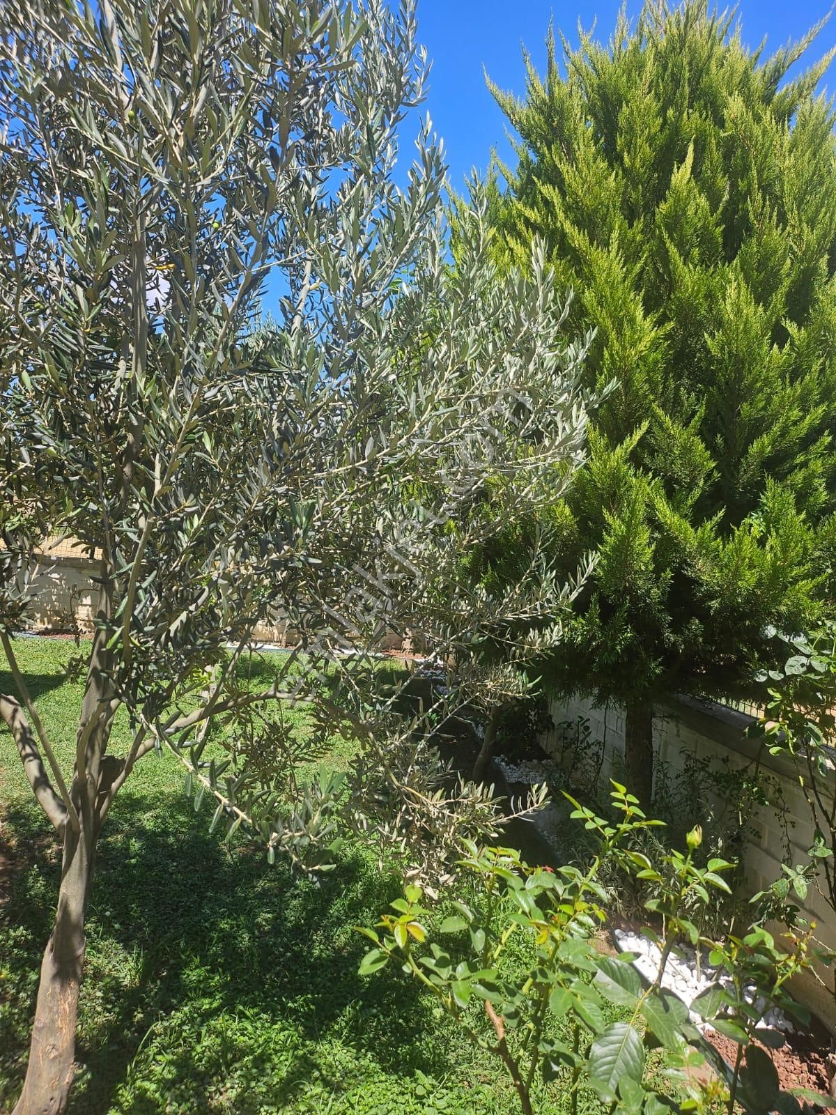 Kostak Gayrimenkul'den Tek Yetkili Geniş Arsa Paylı Tam Müstakil 6+1 Havuzlu Villa - Görsel 33