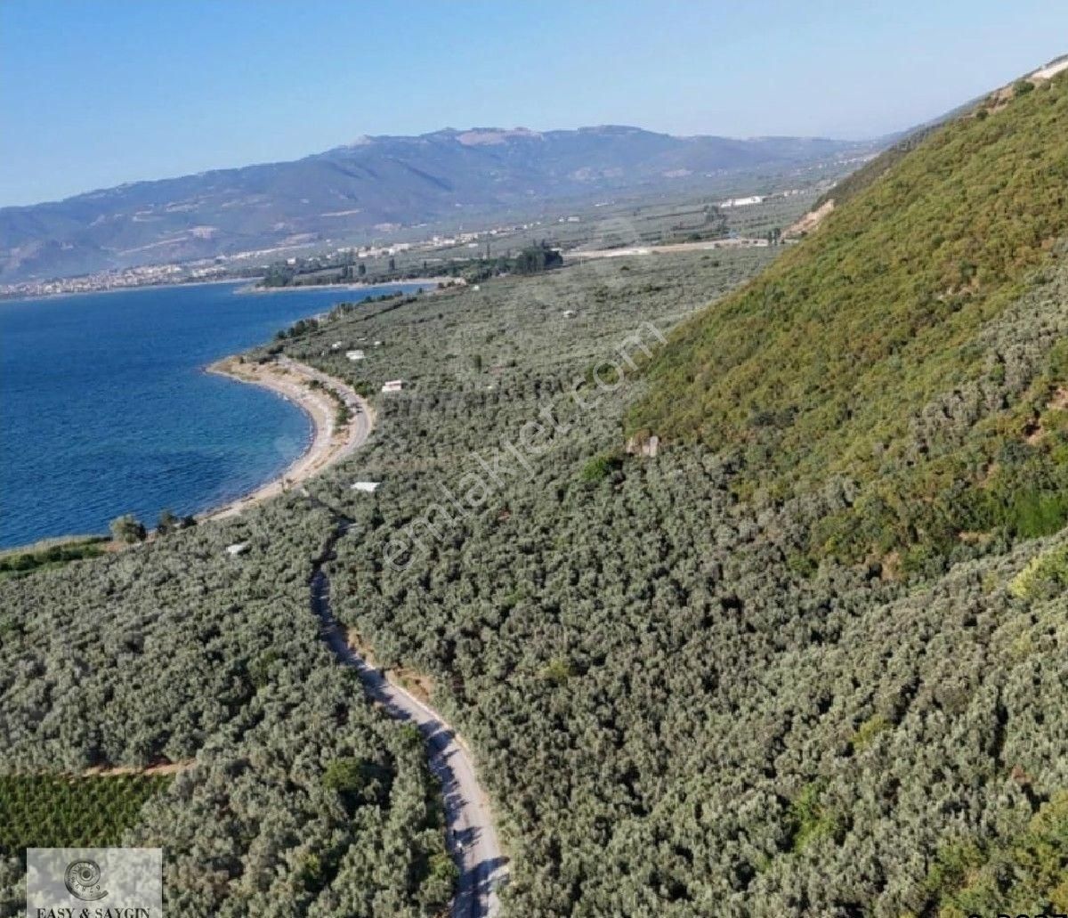 İznik Derbent Te / Göl Manzaralı Zeytinlik