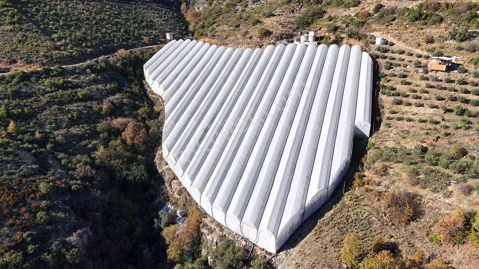 Alanya Güney Mahallesinde Yüksel Gelirli Muz Serası - Görsel 8