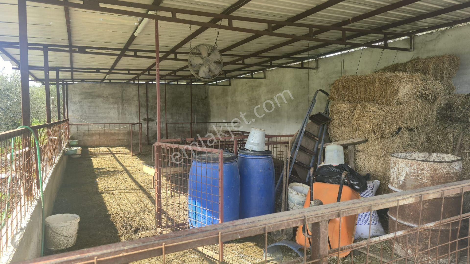 Kemalpaşa Ören’de Satılık Besi Damlı Çiftlik Evi - Görsel 11