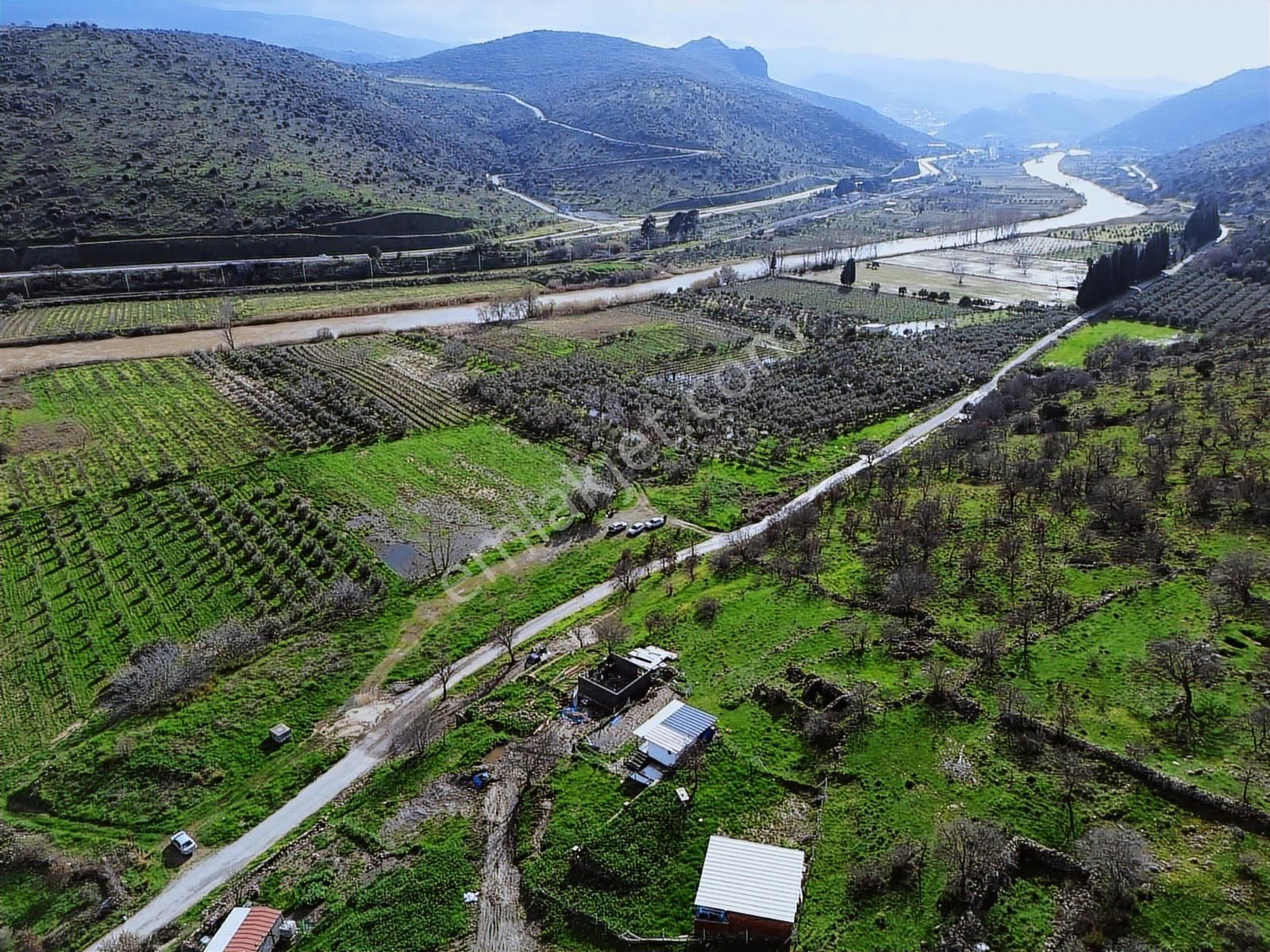 Geniz Kenarında 2.5 Dönüm Kullanımlı Tek Tapu Satılık Zeytinlik - Görsel 23