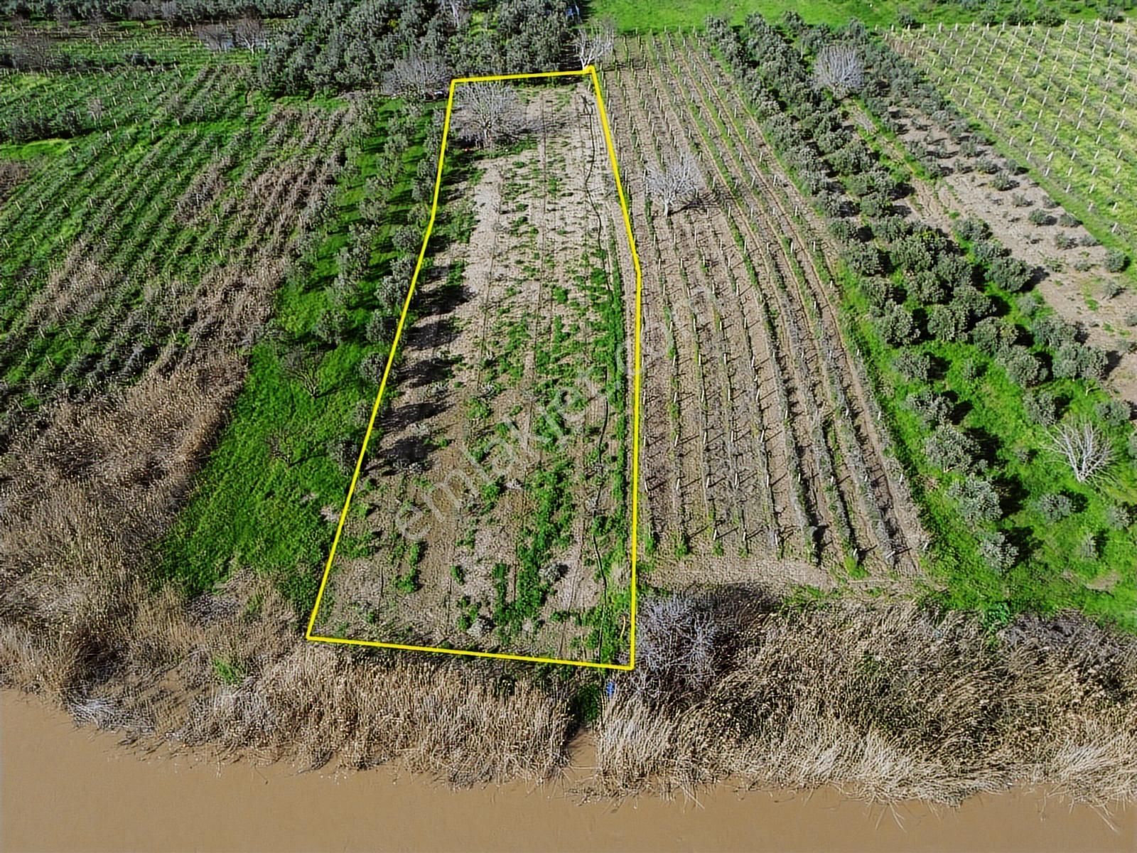 Geniz Kenarında 2.5 Dönüm Kullanımlı Tek Tapu Satılık Zeytinlik