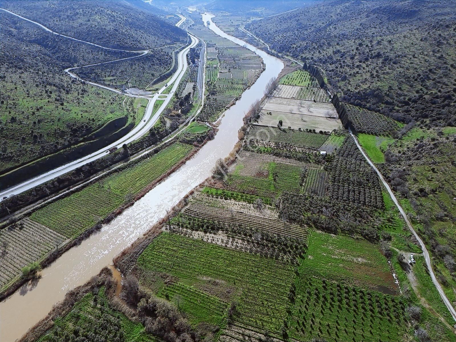 Geniz Kenarında 2.5 Dönüm Kullanımlı Tek Tapu Satılık Zeytinlik - Görsel 15