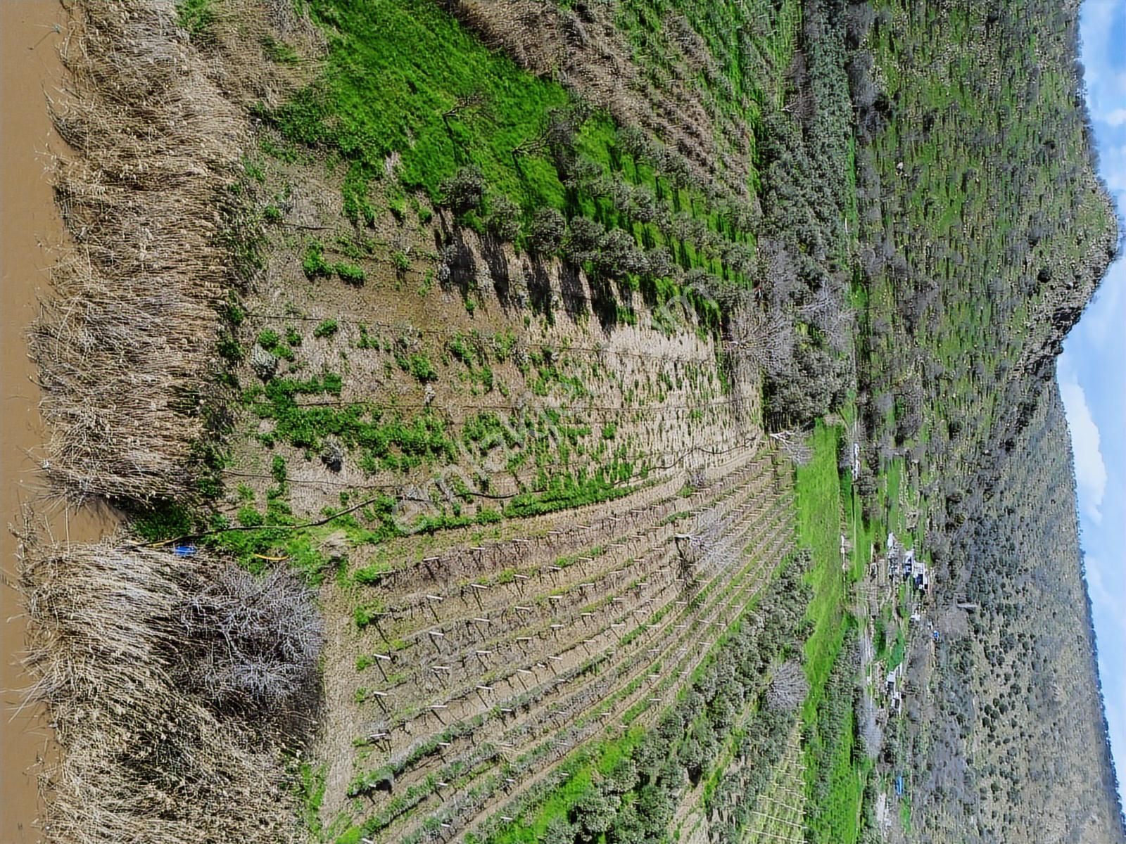 Geniz Kenarında 2.5 Dönüm Kullanımlı Tek Tapu Satılık Zeytinlik - Görsel 21