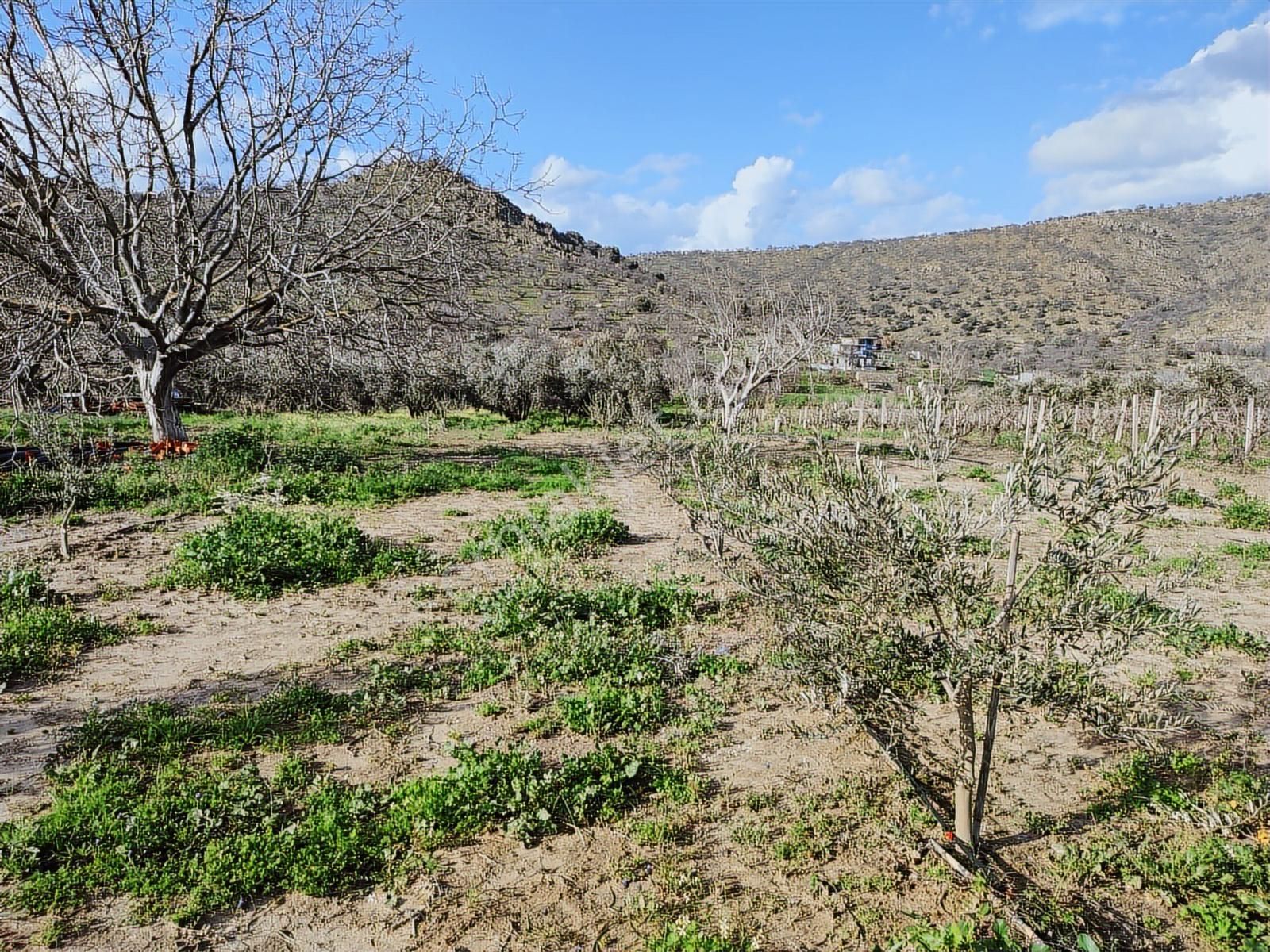 Geniz Kenarında 2.5 Dönüm Kullanımlı Tek Tapu Satılık Zeytinlik - Görsel 24