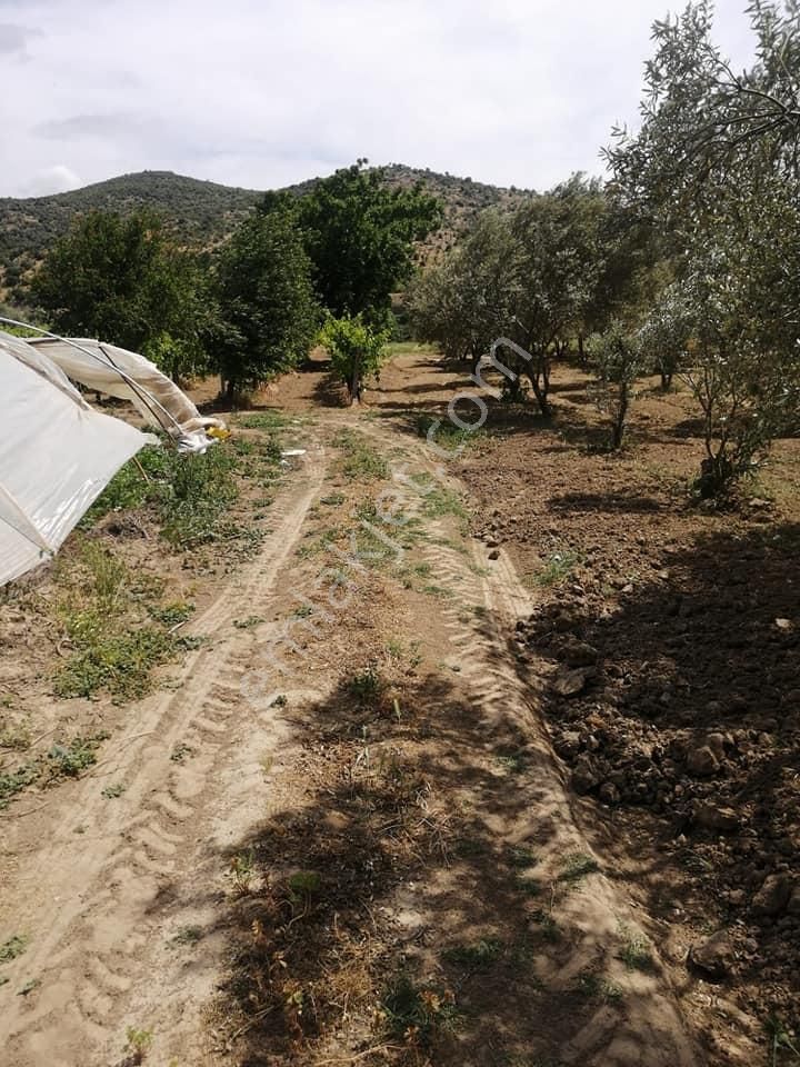 Geniz Kenarında 2.5 Dönüm Kullanımlı Tek Tapu Satılık Zeytinlik - Görsel 9
