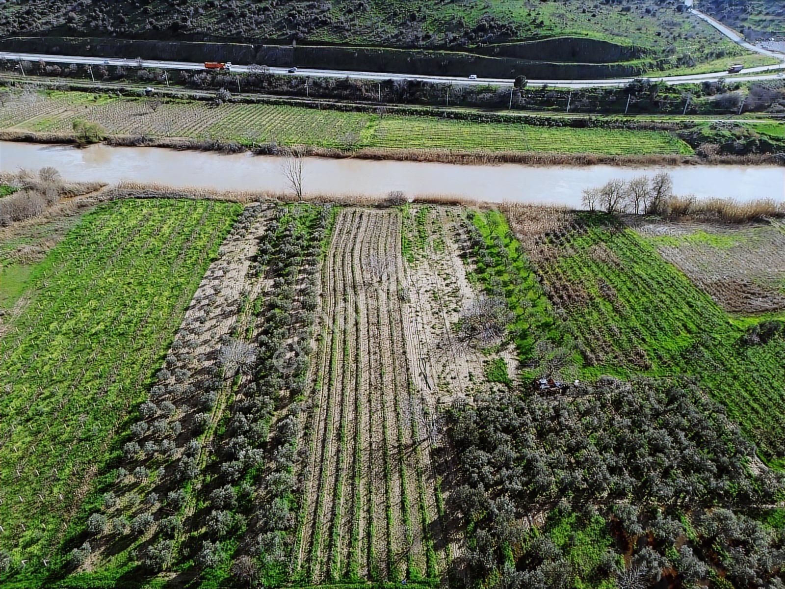Geniz Kenarında 2.5 Dönüm Kullanımlı Tek Tapu Satılık Zeytinlik - Görsel 18