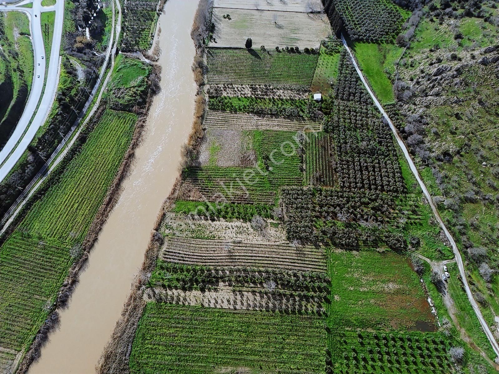 Geniz Kenarında 2.5 Dönüm Kullanımlı Tek Tapu Satılık Zeytinlik - Görsel 3