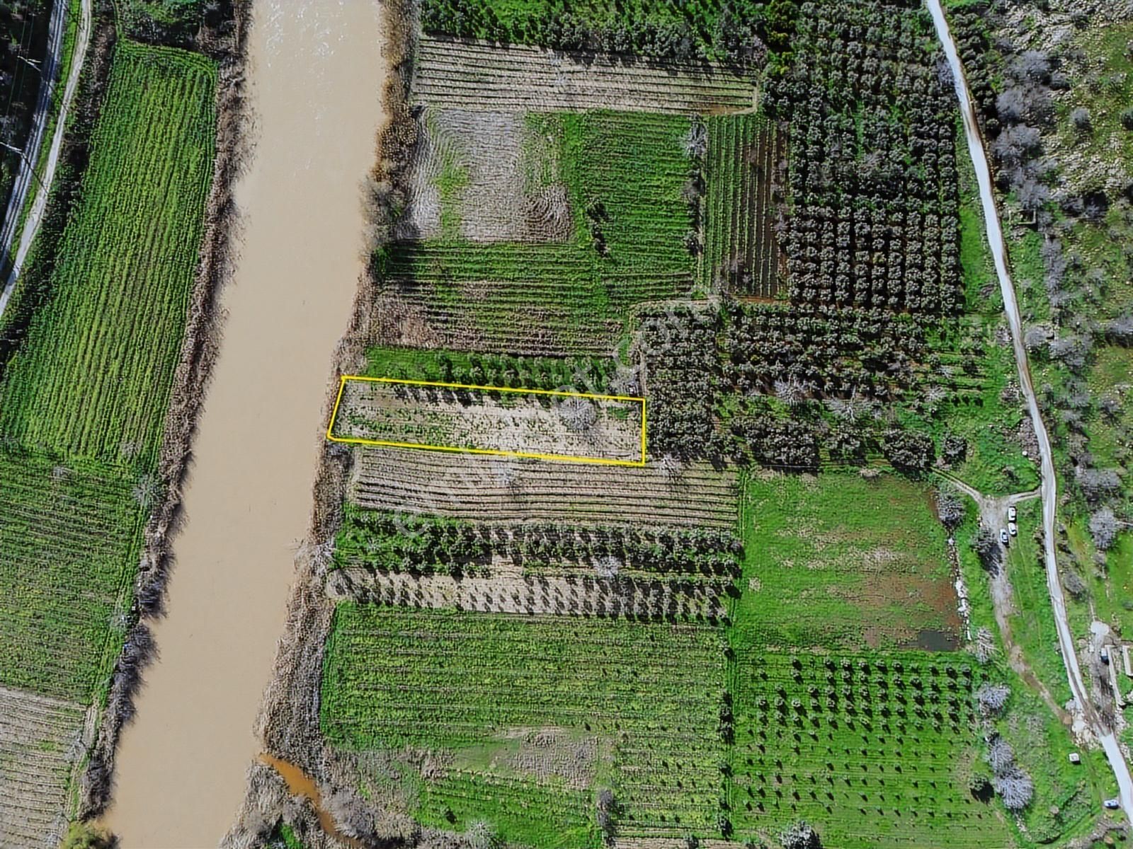 Geniz Kenarında 2.5 Dönüm Kullanımlı Tek Tapu Satılık Zeytinlik - Görsel 17