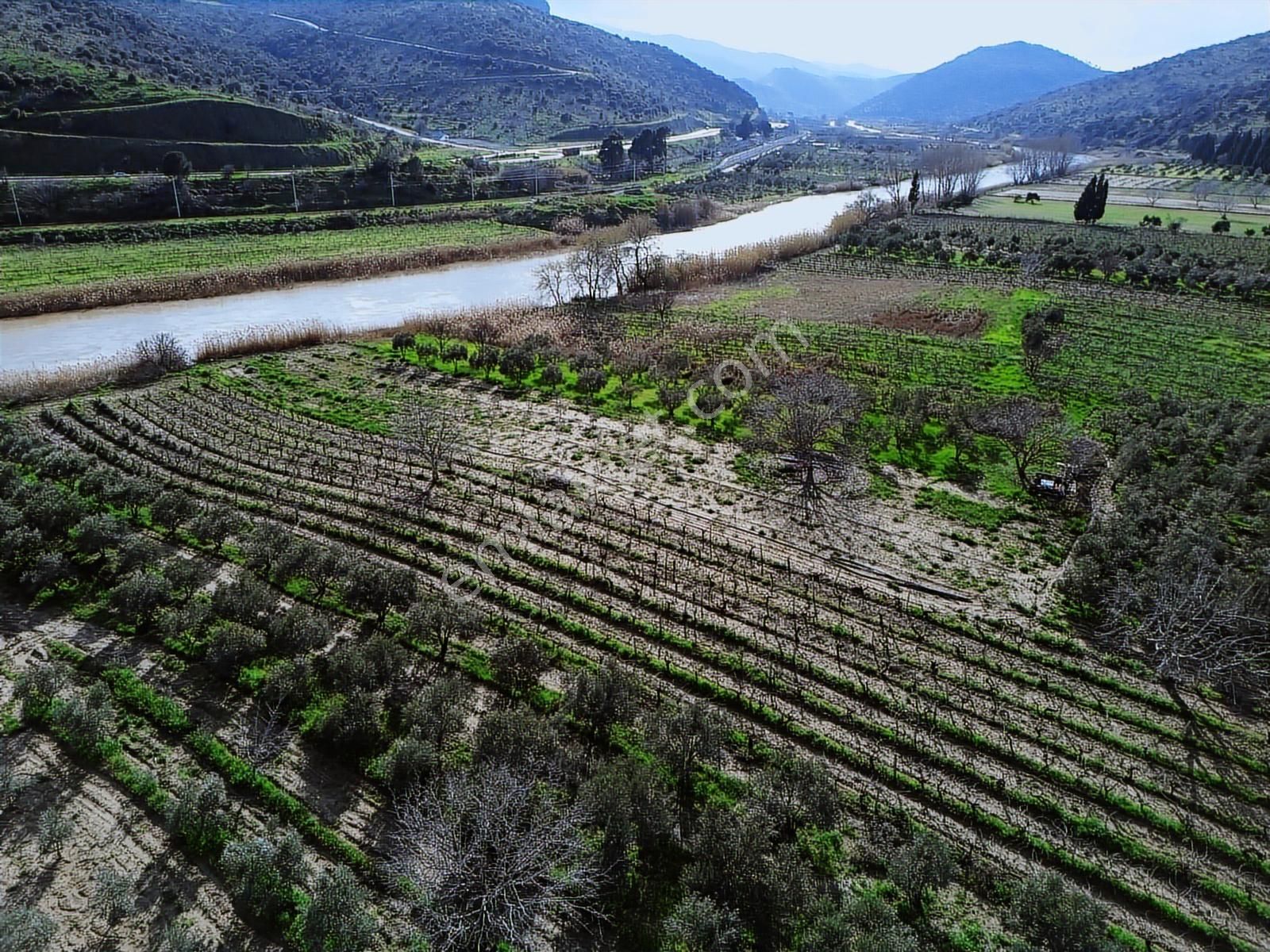 Geniz Kenarında 2.5 Dönüm Kullanımlı Tek Tapu Satılık Zeytinlik - Görsel 22