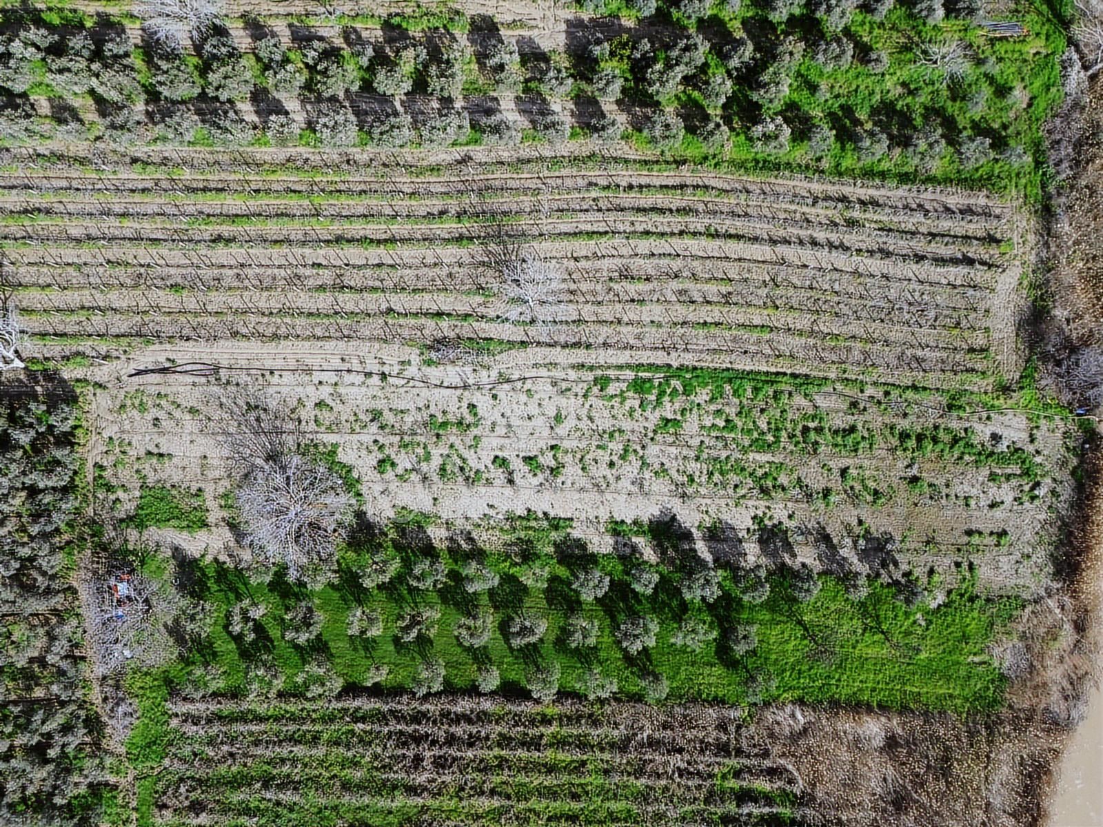 Geniz Kenarında 2.5 Dönüm Kullanımlı Tek Tapu Satılık Zeytinlik - Görsel 6