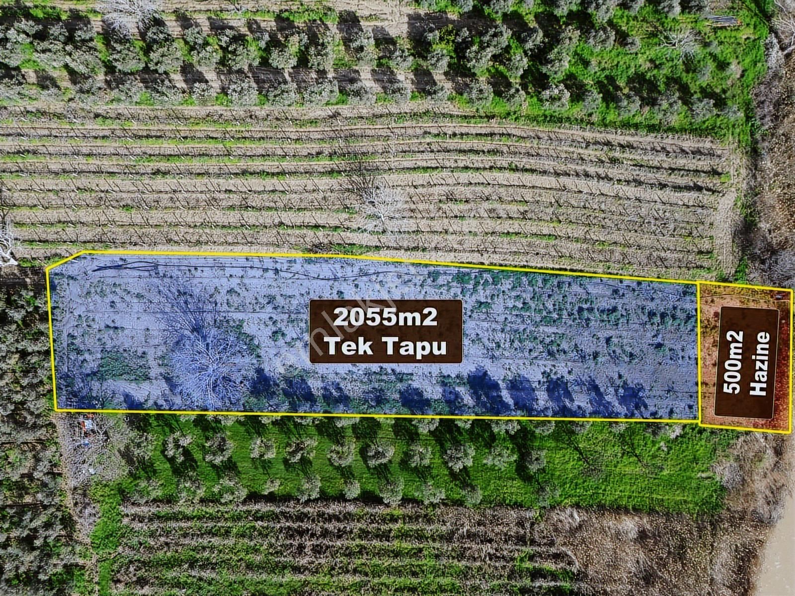 Geniz Kenarında 2.5 Dönüm Kullanımlı Tek Tapu Satılık Zeytinlik - Görsel 14