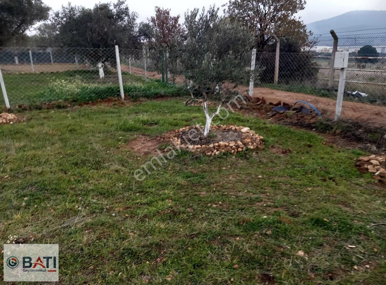 Torbalı Batı Gayrimenkul Den Satılık 407 M2 Tapulu Zeytinlik - Görsel 7