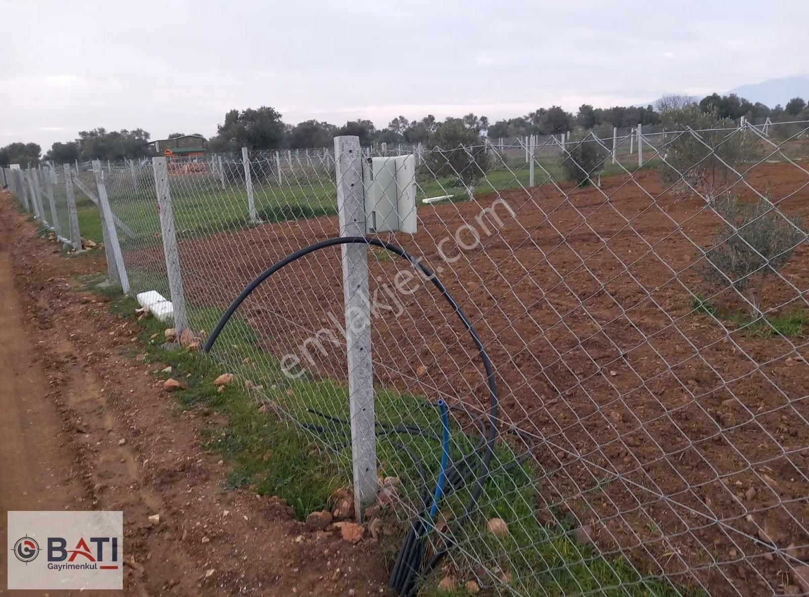 Torbalı Batı Gayrimenkul Den Satılık 407 M2 Tapulu Zeytinlik - Görsel 4