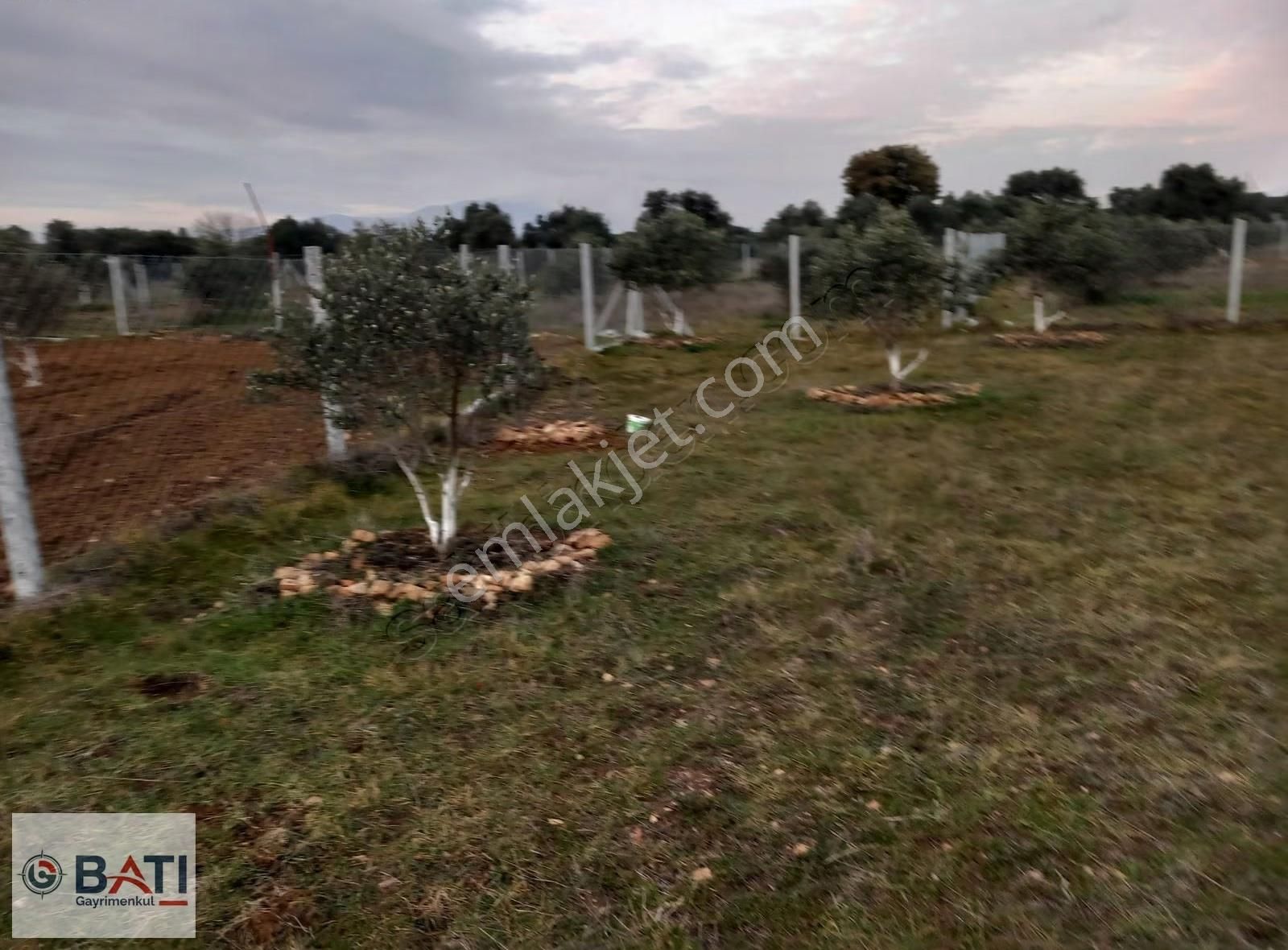 Torbalı Batı Gayrimenkul Den Satılık 407 M2 Tapulu Zeytinlik - Görsel 3