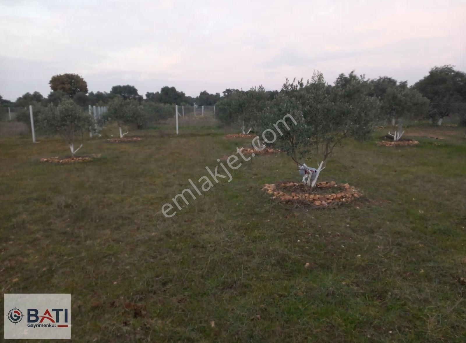 Torbalı Batı Gayrimenkul Den Satılık 407 M2 Tapulu Zeytinlik - Görsel 10