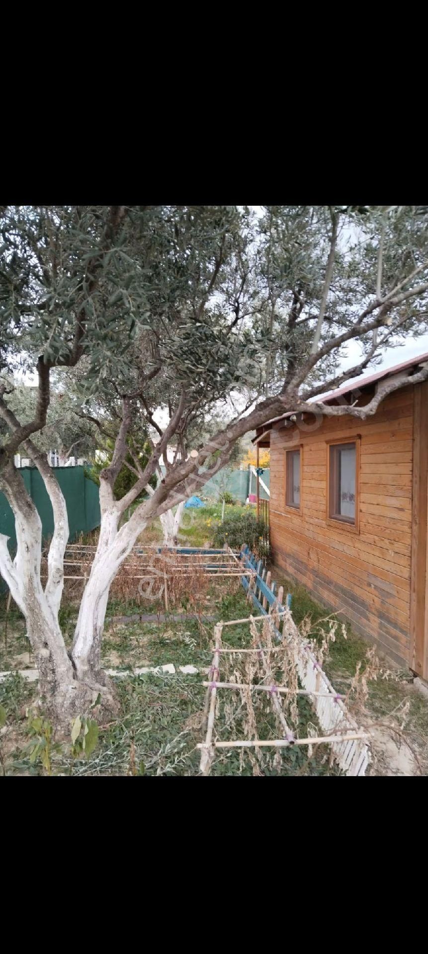 Torbalı Batı Gayrimenkul Den Satılık Zeytinlik Batı Gayrimenkul Den Satılık Hisse Tapulu Tarla - Görsel 7