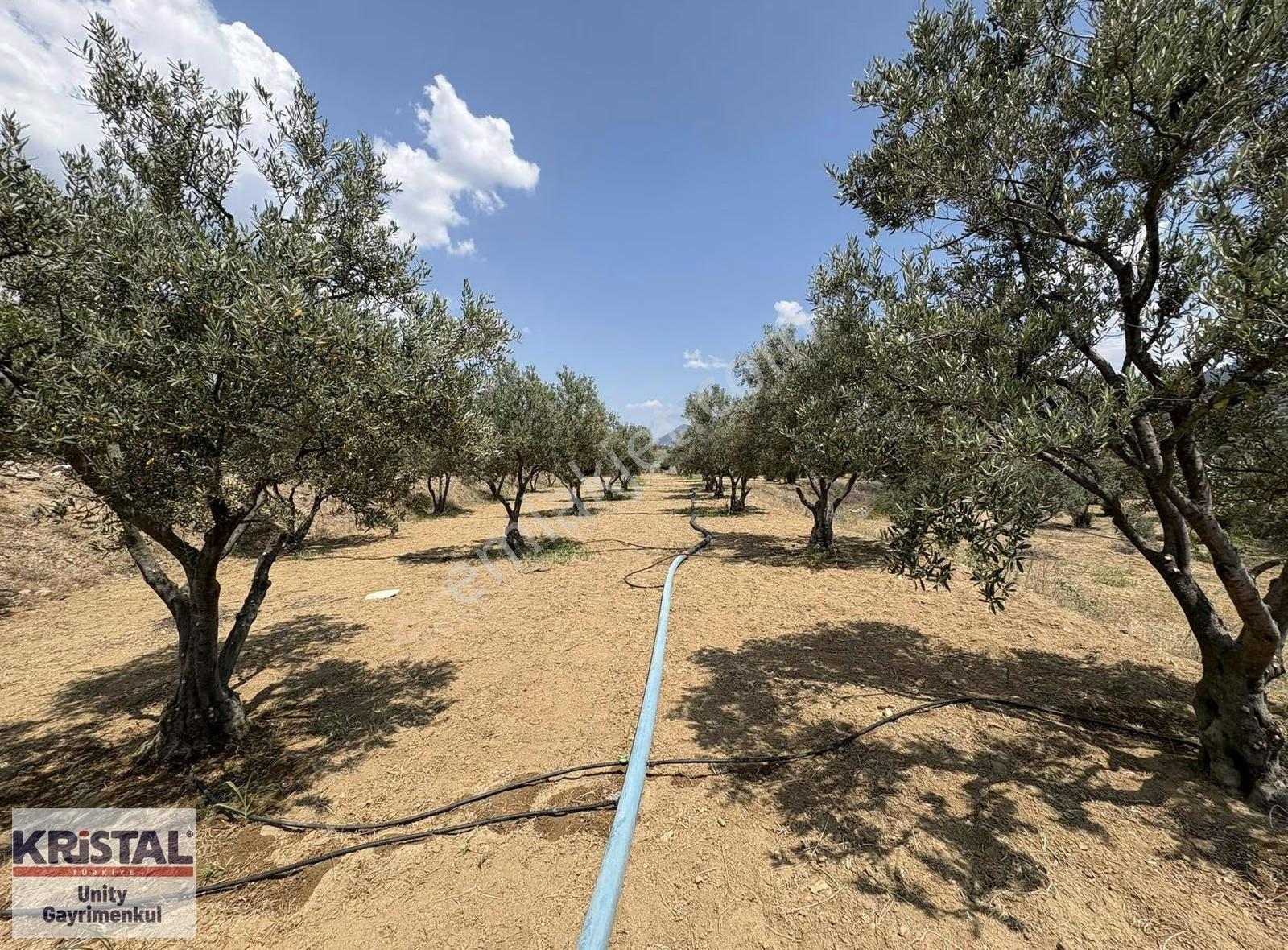 Mihalgazi'de 13 Dönüm Zeytin Bahçesi Ve Bağ Evi - Görsel 31