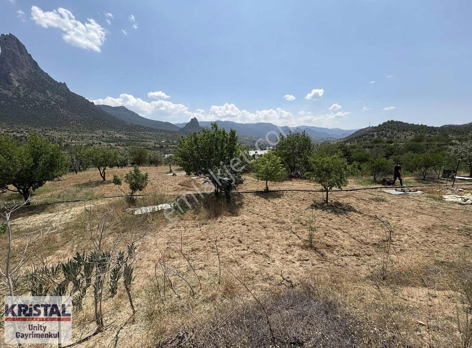 Mihalgazi'de 13 Dönüm Zeytin Bahçesi Ve Bağ Evi - Görsel 23