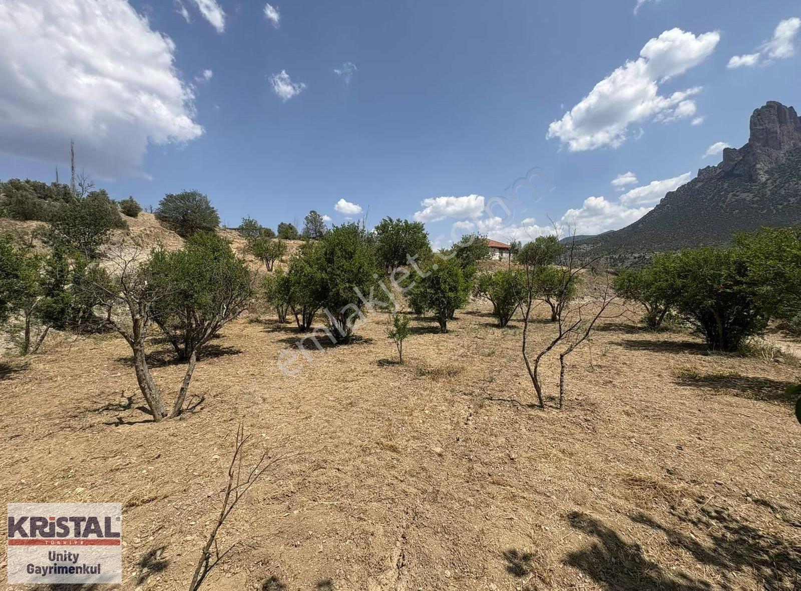 Mihalgazi'de 13 Dönüm Zeytin Bahçesi Ve Bağ Evi - Görsel 16