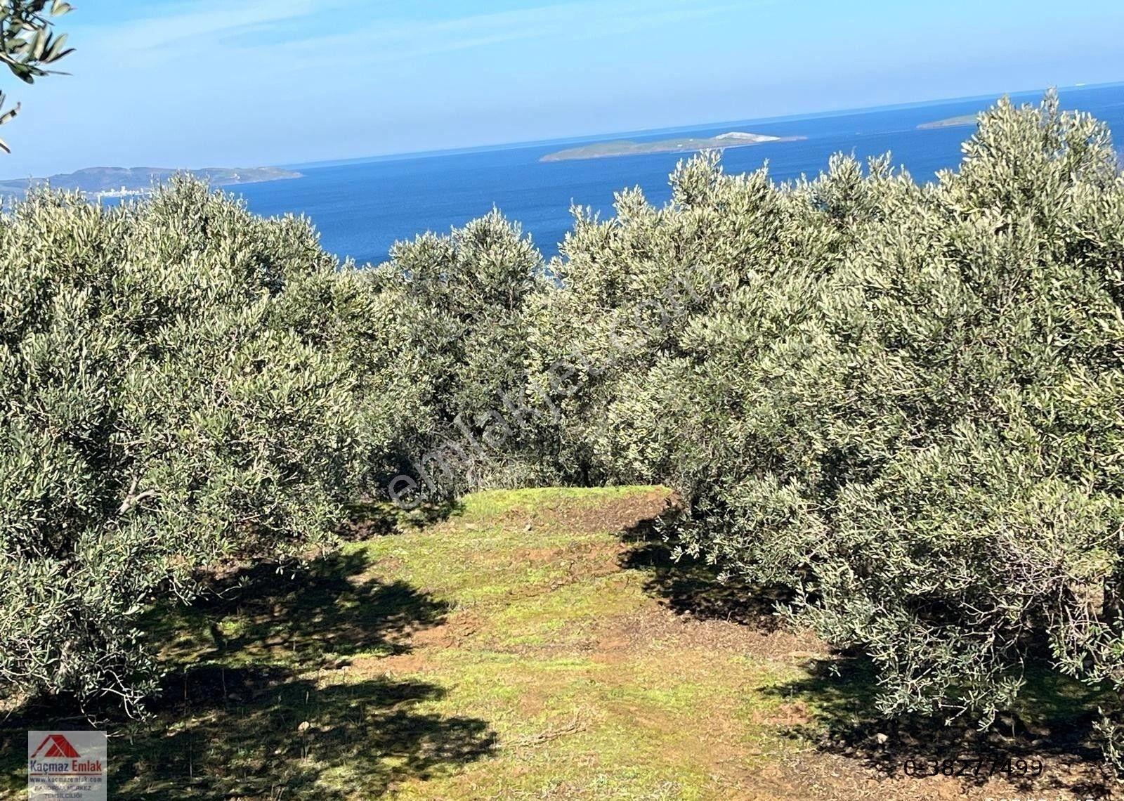Bandırma Sahilyenice Köyü 1.381m2 Satılık Tarla - Görsel 10