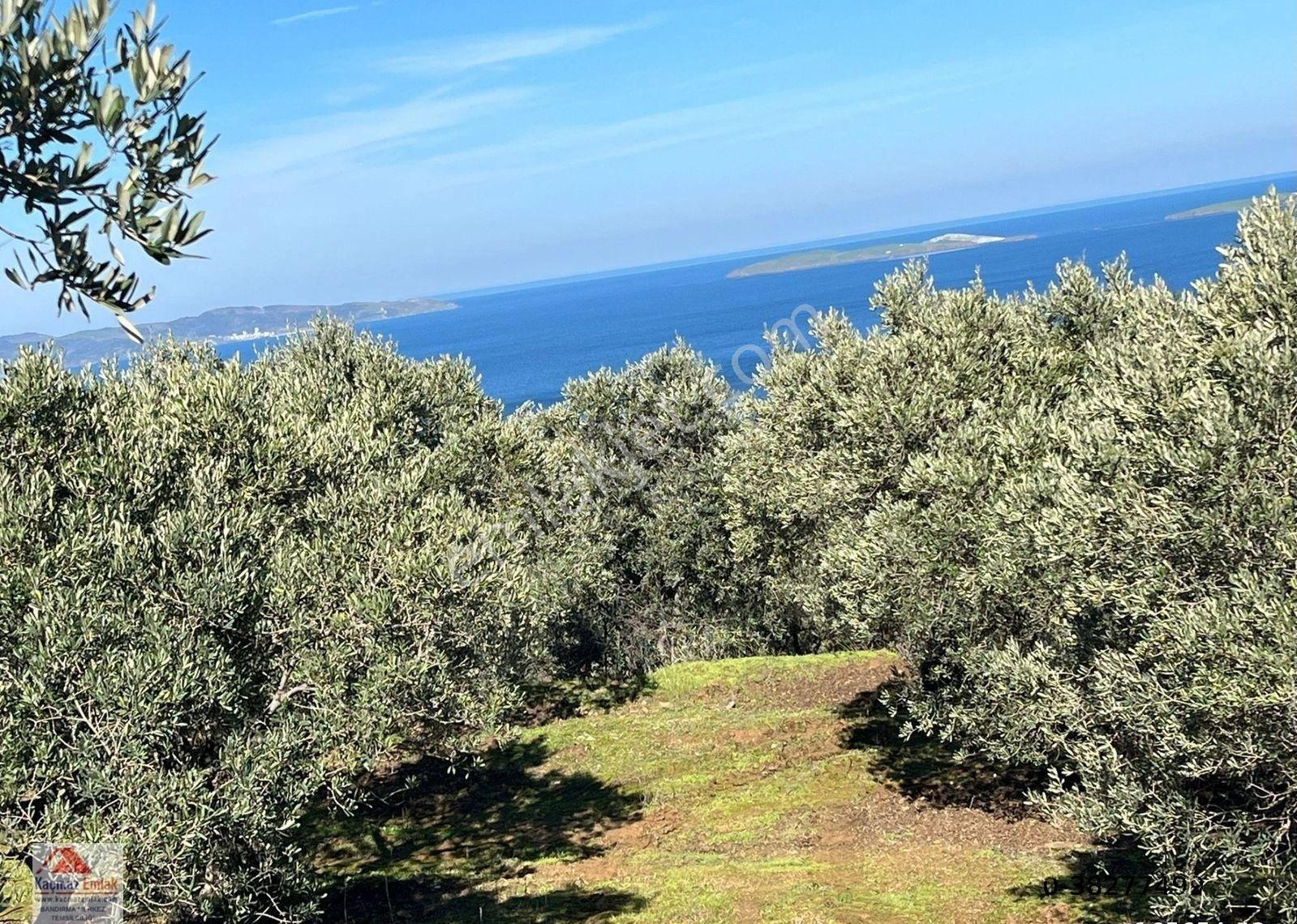 Bandırma Sahilyenice Köyü 1.381m2 Satılık Tarla - Görsel 14