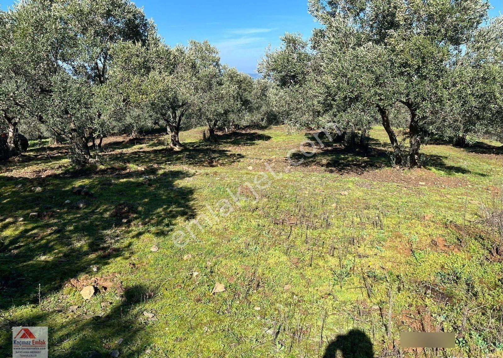 Bandırma Sahilyenice Köyü 1.381m2 Satılık Tarla - Görsel 4