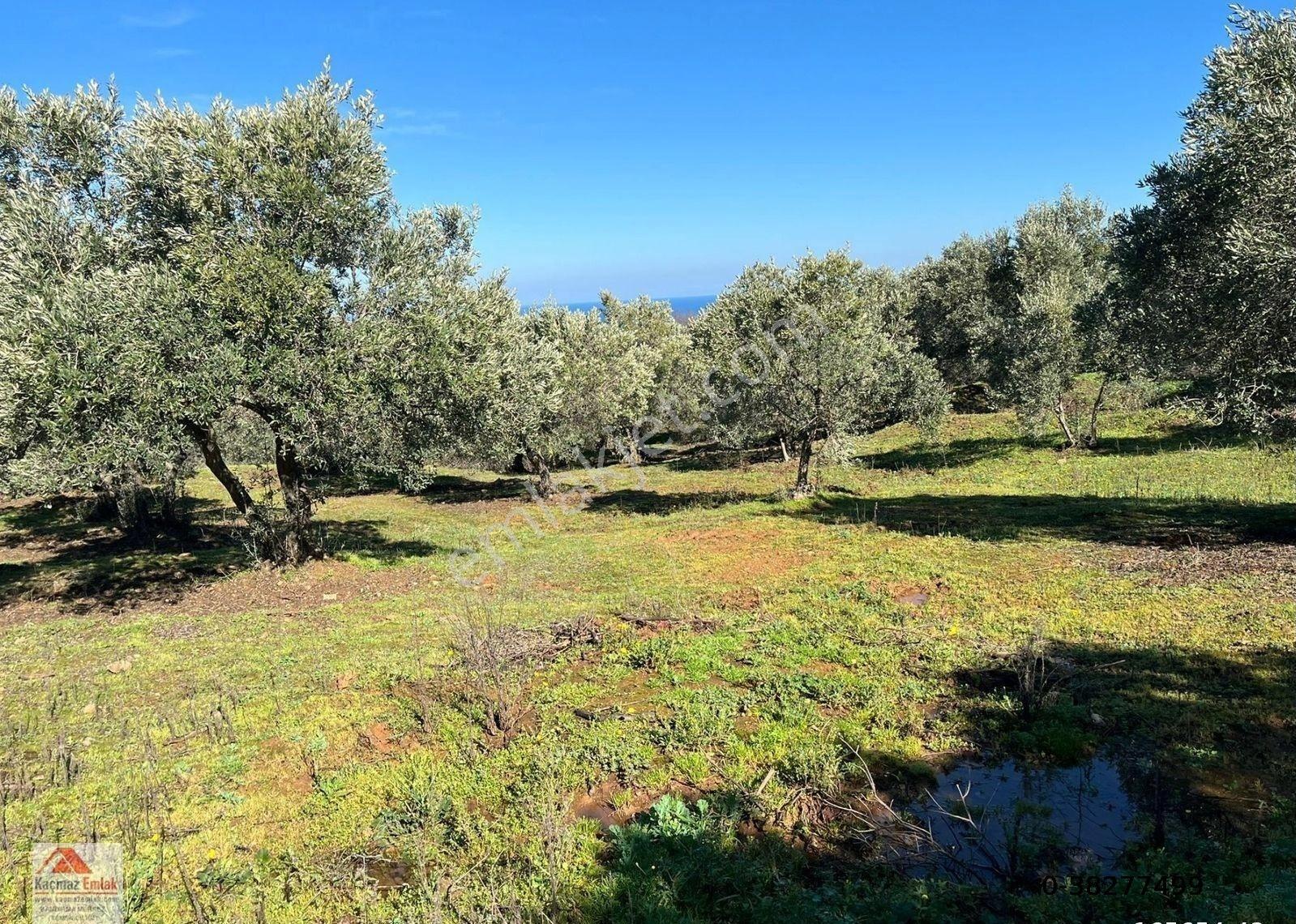 Bandırma Sahilyenice Köyü 1.381m2 Satılık Tarla - Görsel 9