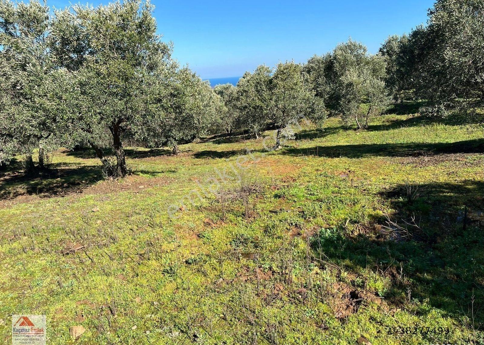 Bandırma Sahilyenice Köyü 1.381m2 Satılık Tarla - Görsel 13