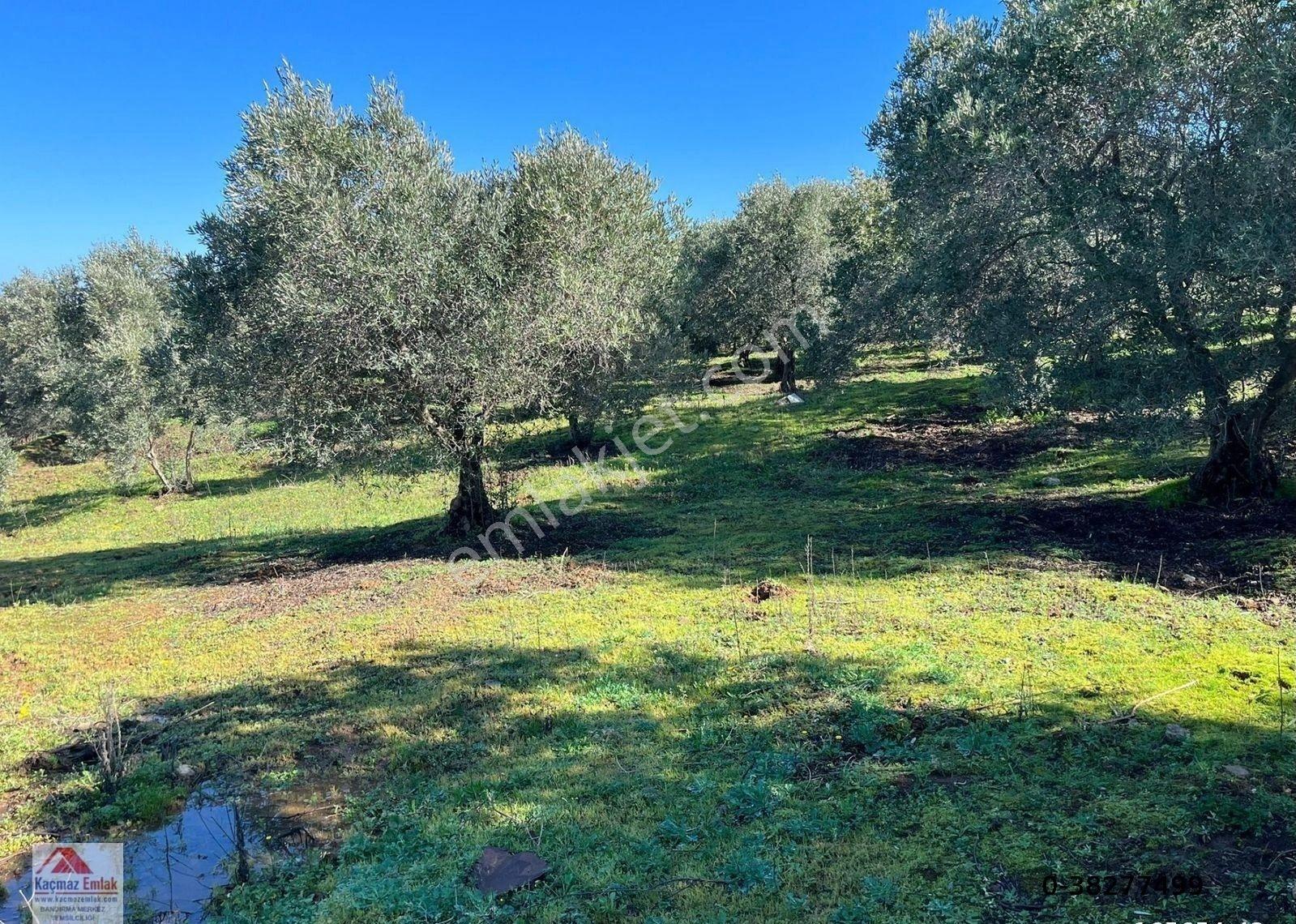 Bandırma Sahilyenice Köyü 1.381m2 Satılık Tarla - Görsel 7