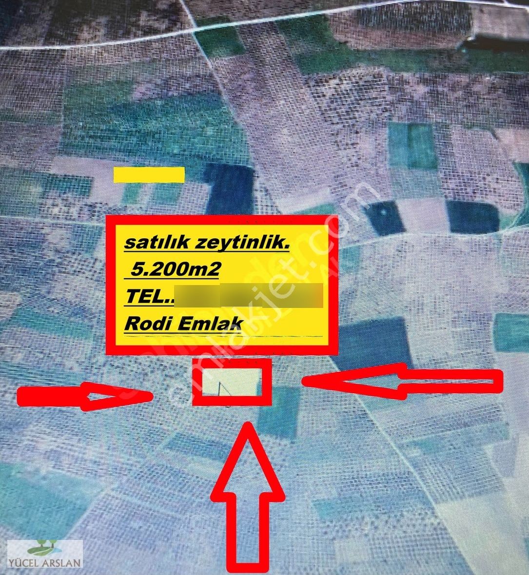 Satılık Verimli Zeytinlik Akhisar Kapaklı Mevkii - Görsel 3