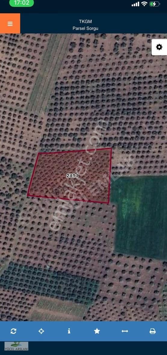 Satılık Verimli Zeytinlik Akhisar Kapaklı Mevkii