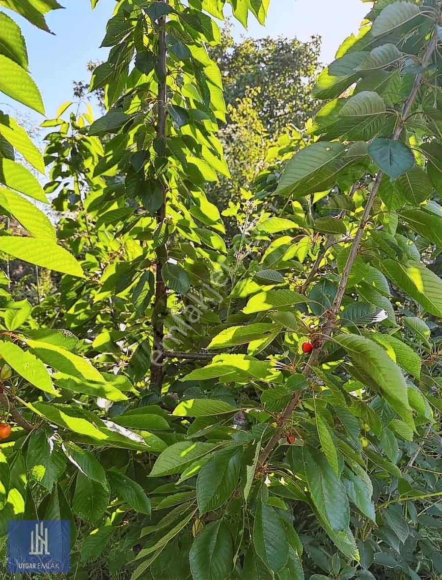Uygar Emlaktan Şarköy Yayaköyde Müstakil Arazi Fırsatı - Görsel 13