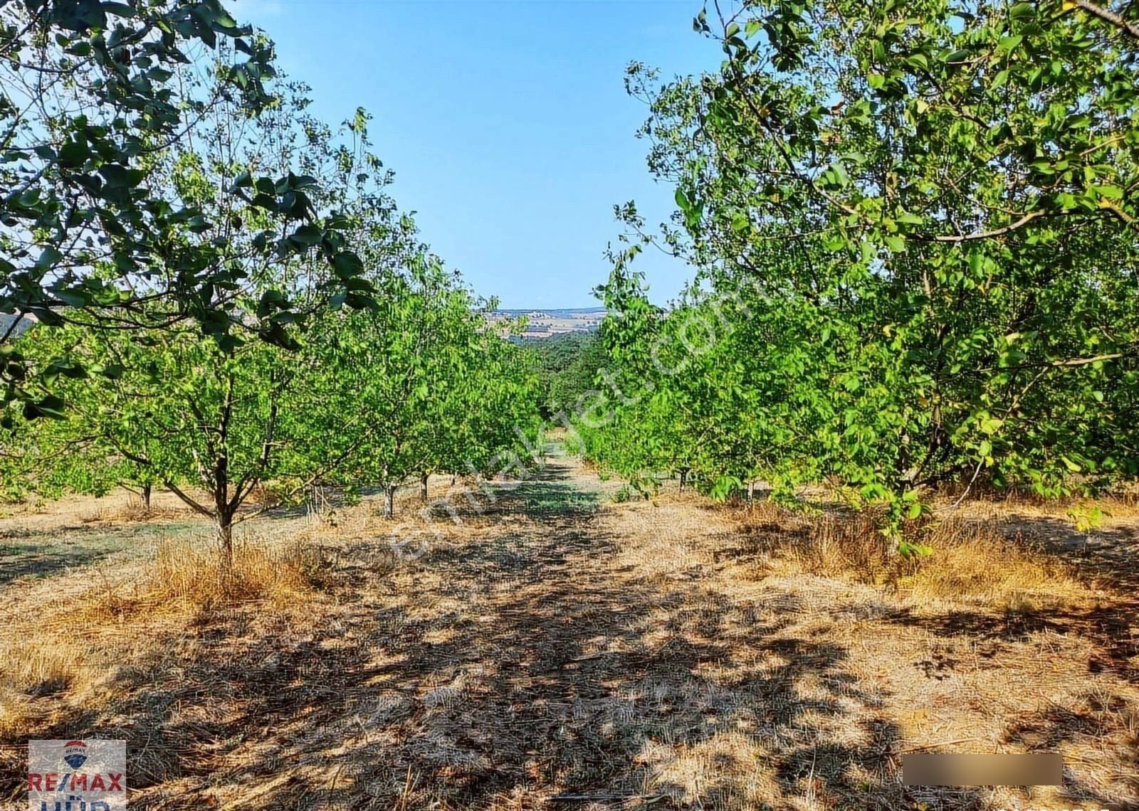 Remaxhür Özlem Şimşek'ten Kocaeli,kandıra,araman'da Cevizbahçesi