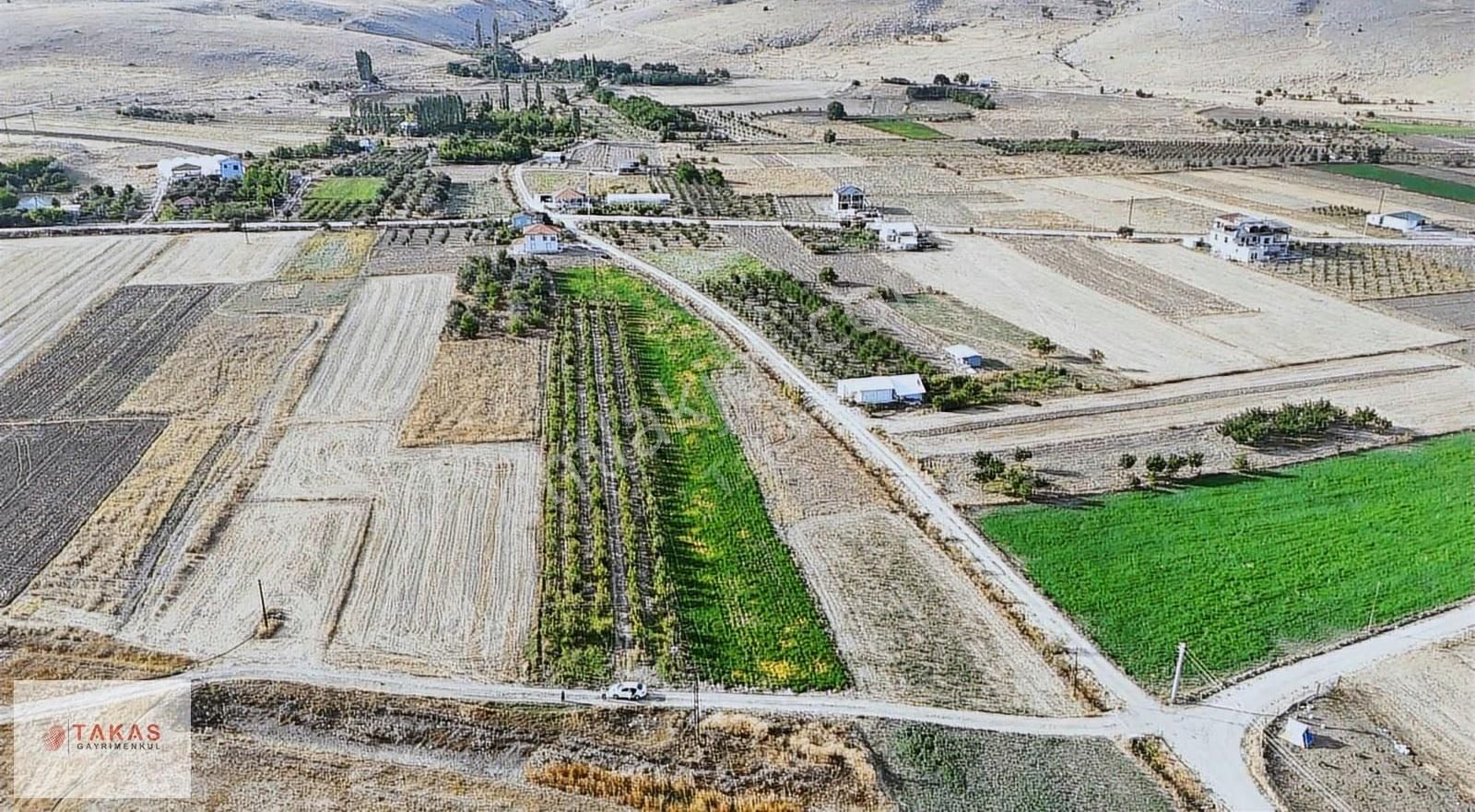 !!!kaçmaz Fırsat Yetişmiş Armut Ağacı Olan Bakımlı Satılık Tarla