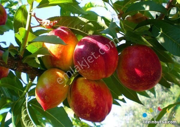 Bağcılar İhsaniye De Satılık Nektari Bahçesi - Görsel 2