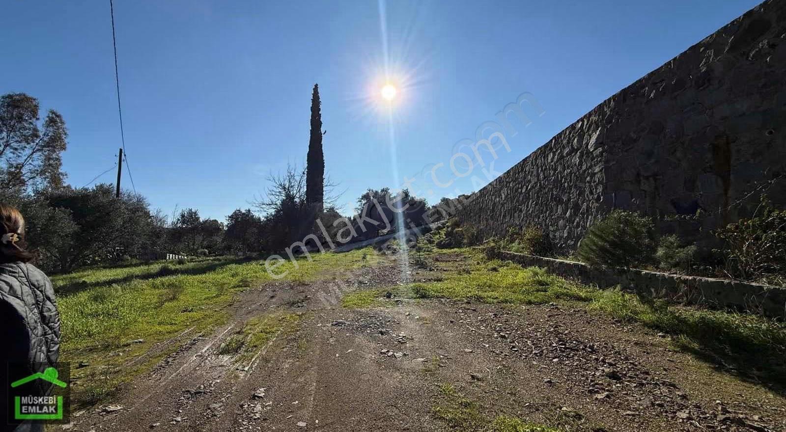 Bodrum Dereköyde Satılık Mandalina Bahçesi - Görsel 13