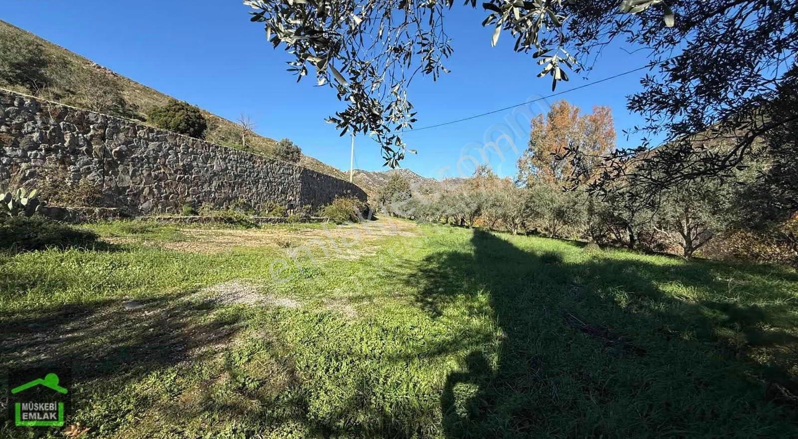 Bodrum Dereköyde Satılık Mandalina Bahçesi - Görsel 6