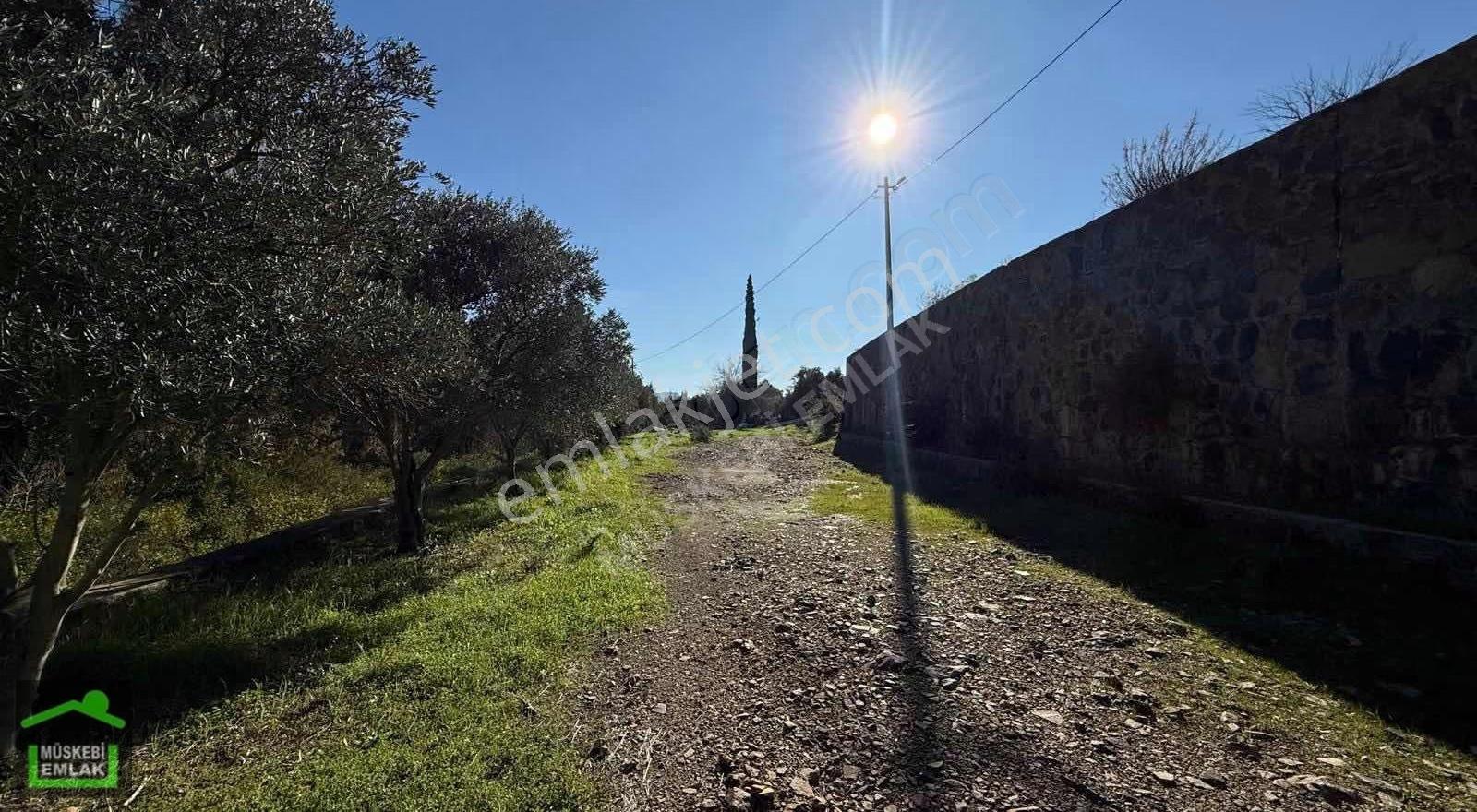 Bodrum Dereköyde Satılık Mandalina Bahçesi - Görsel 5