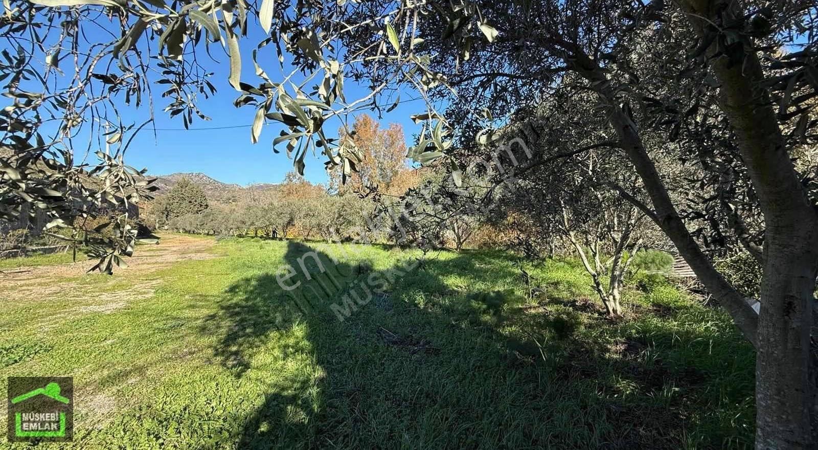 Bodrum Dereköyde Satılık Mandalina Bahçesi - Görsel 17