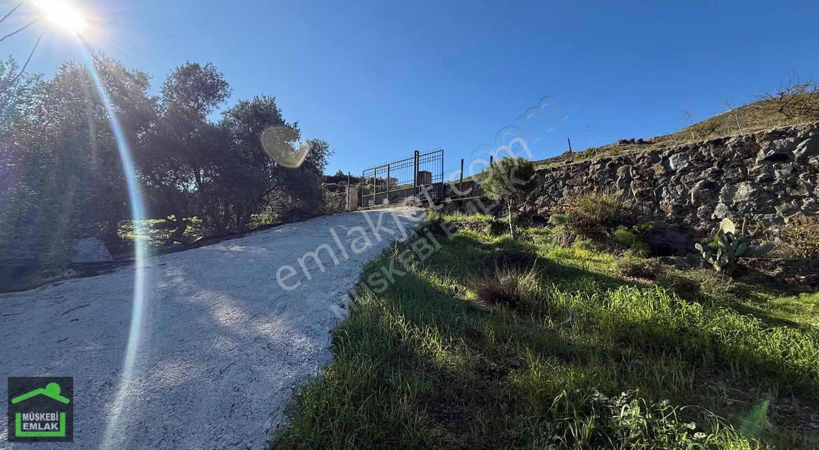 Bodrum Dereköyde Satılık Mandalina Bahçesi - Görsel 18