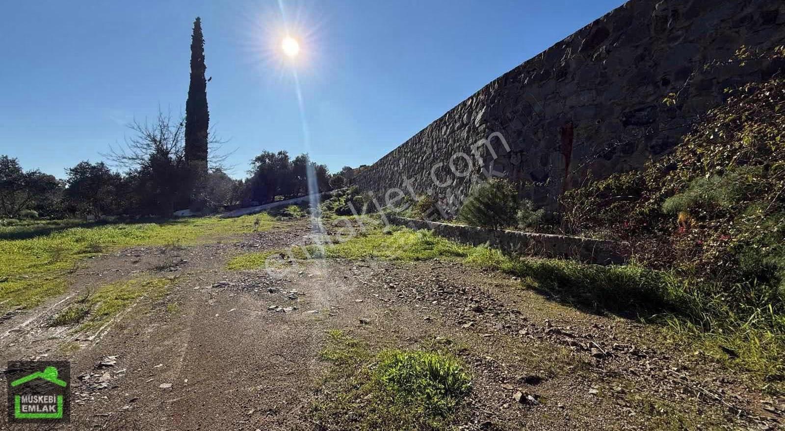 Bodrum Dereköyde Satılık Mandalina Bahçesi - Görsel 9
