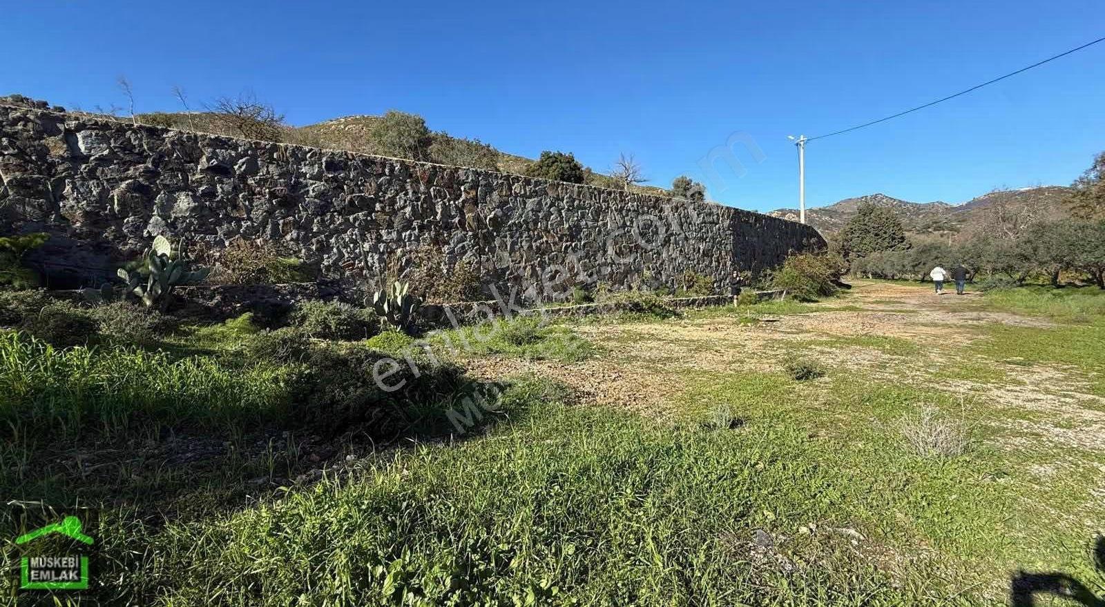 Bodrum Dereköyde Satılık Mandalina Bahçesi - Görsel 10